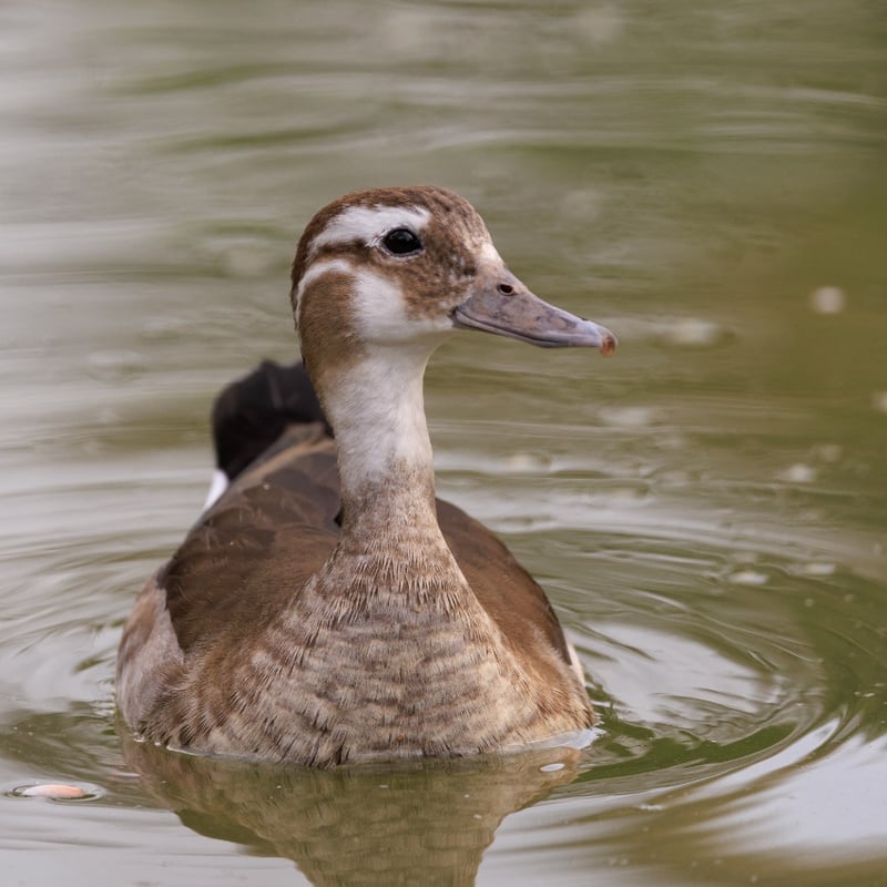 A small duck with a grey bill, pink legs, and a distinctive black line around its neck. (gallery image 2)