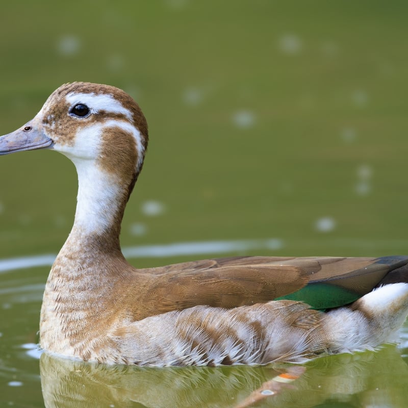 A small duck with a grey bill, pink legs, and a distinctive black line around its neck. (gallery image 3)