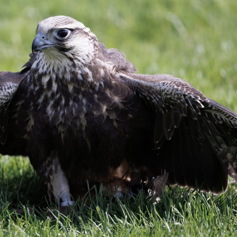 A large brown falcon with a pale, streaked underside and broad wings perched on a post. (gallery image 1)