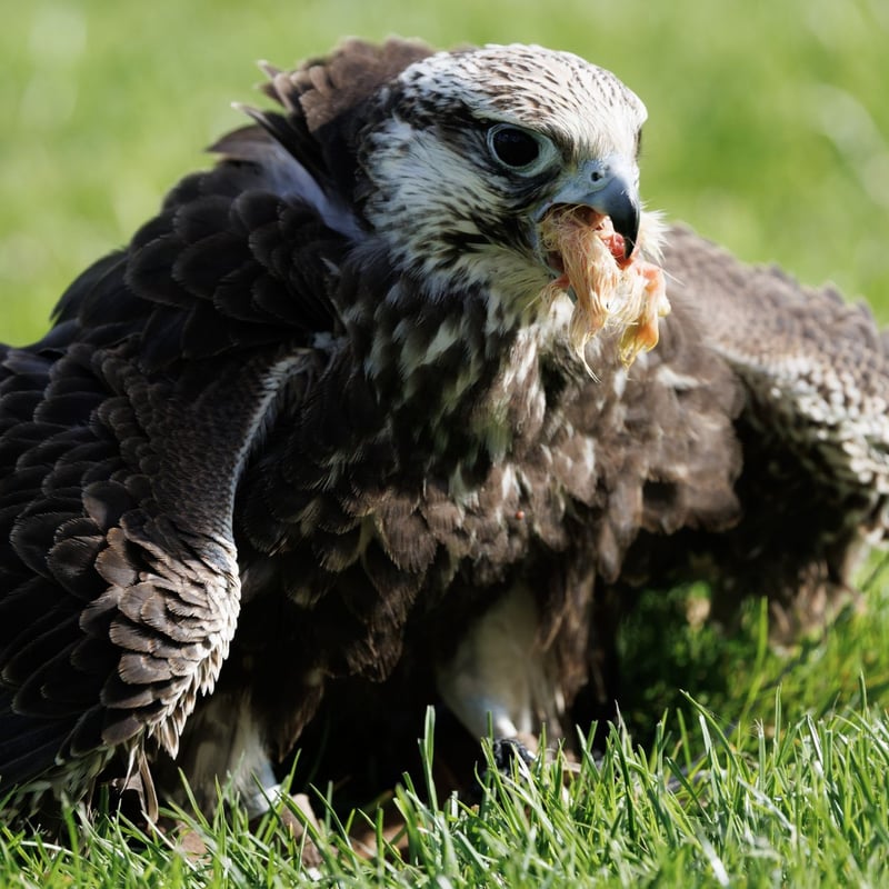 A large brown falcon with a pale, streaked underside and broad wings perched on a post. (gallery image 2)