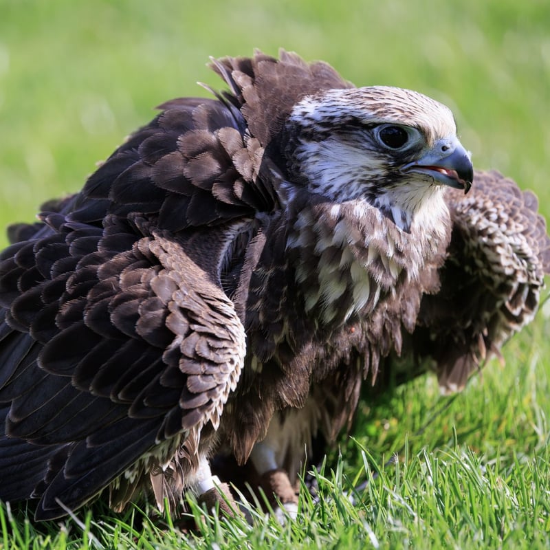 A large brown falcon with a pale, streaked underside and broad wings perched on a post. (gallery image 3)