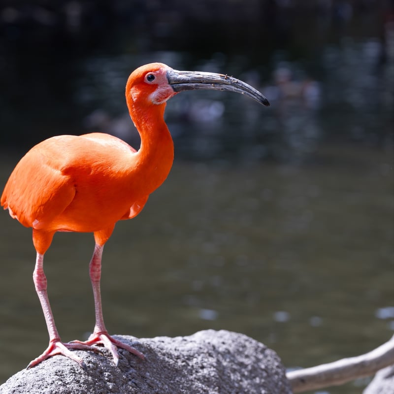A brilliantly crimson bird with a long, thin, downward-curved bill wading in water. (gallery image 1)