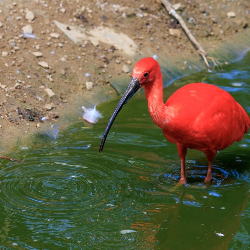 A brilliantly crimson bird with a long, thin, downward-curved bill wading in water. (gallery image 2)