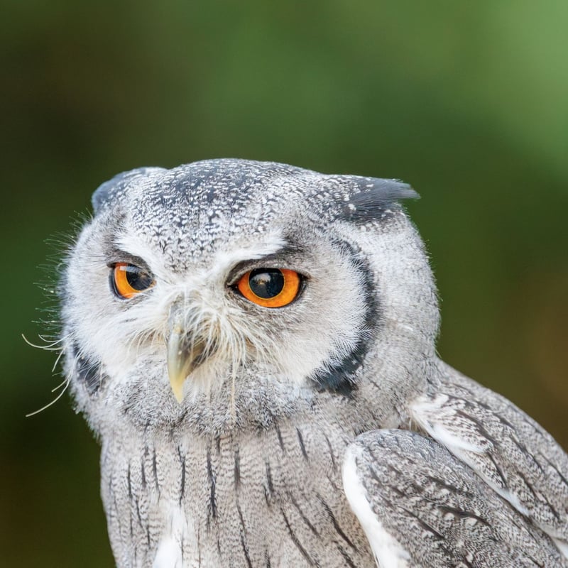 A small grey owl with a prominent white face, black-framed eyes, and orange irises. (gallery image 1)