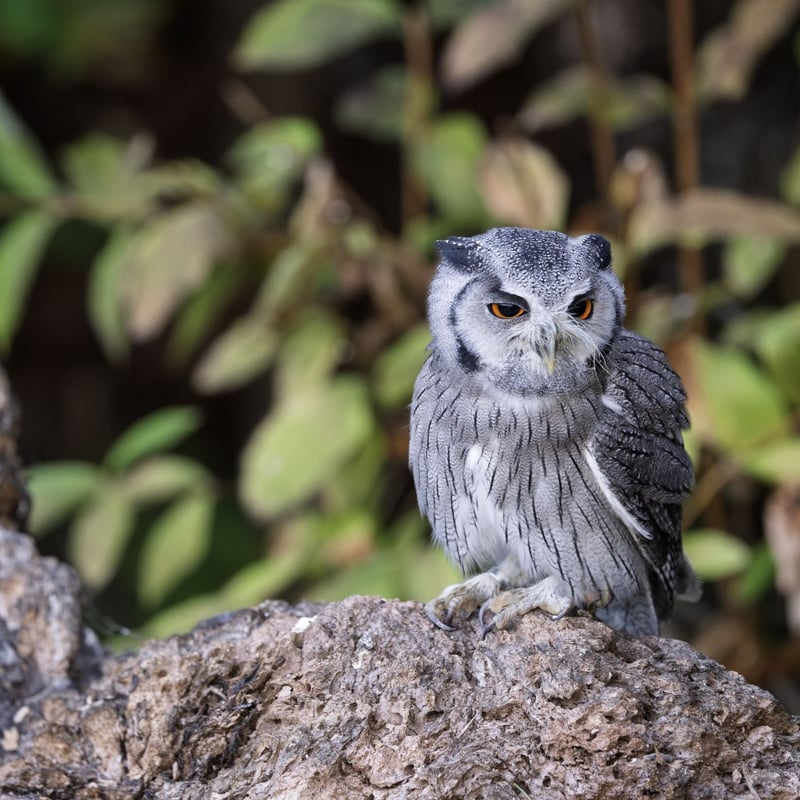A small grey owl with a prominent white face, black-framed eyes, and orange irises. (gallery image 2)