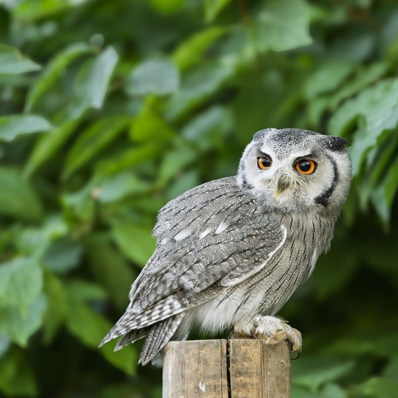 A small grey owl with a prominent white face, black-framed eyes, and orange irises. (gallery image 3)