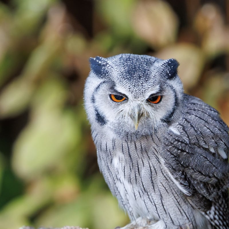 A small grey owl with a prominent white face, black-framed eyes, and orange irises. (gallery image 4)