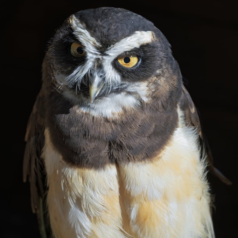 A dark-faced owl with bright yellow eyes and prominent white 'eyebrows' and throat band. (gallery image 1)