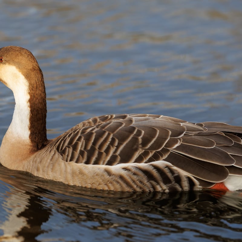 A large goose with a long neck, brown crown, and a distinctive black bill. (gallery image 1)