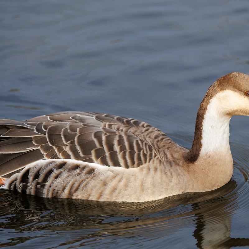 A large goose with a long neck, brown crown, and a distinctive black bill. (gallery image 2)