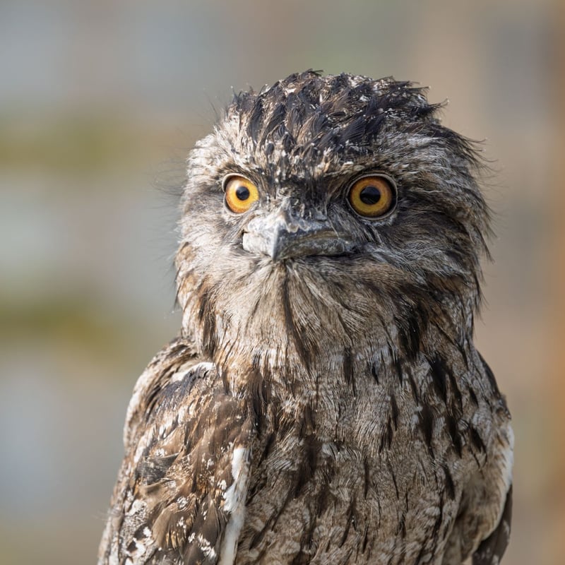 A bird with silver-grey mottled plumage and yellow eyes perfectly camouflaged against a branch. (gallery image 1)