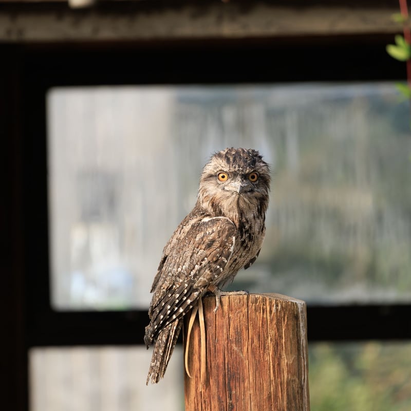 A bird with silver-grey mottled plumage and yellow eyes perfectly camouflaged against a branch. (gallery image 2)