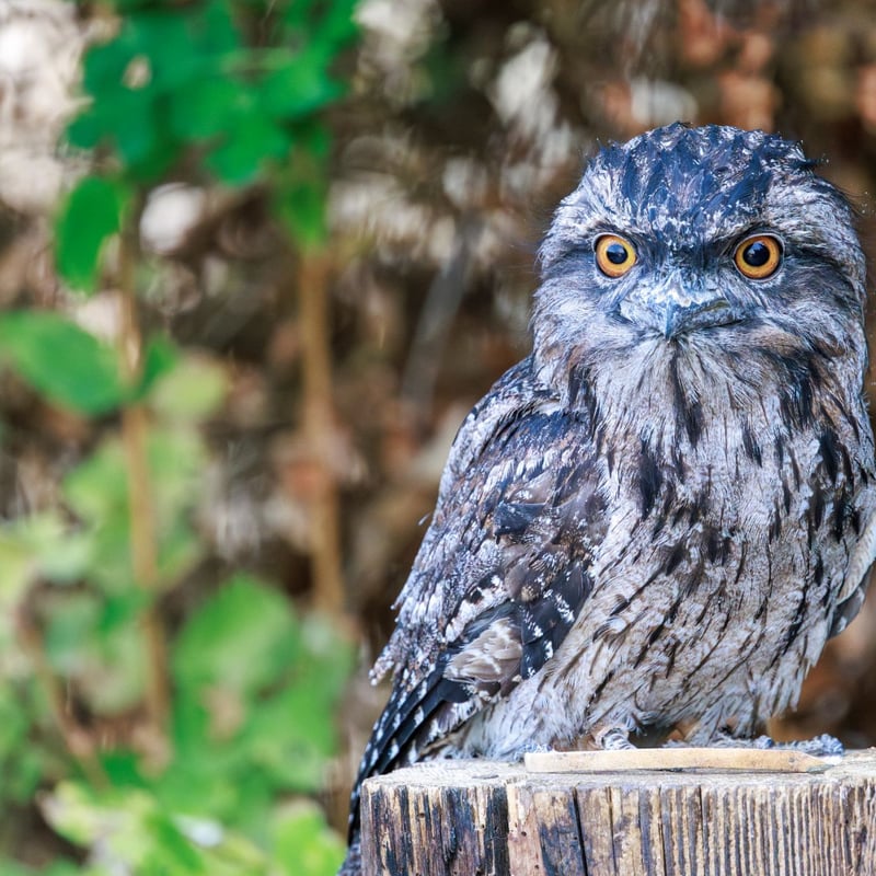 A bird with silver-grey mottled plumage and yellow eyes perfectly camouflaged against a branch. (gallery image 3)