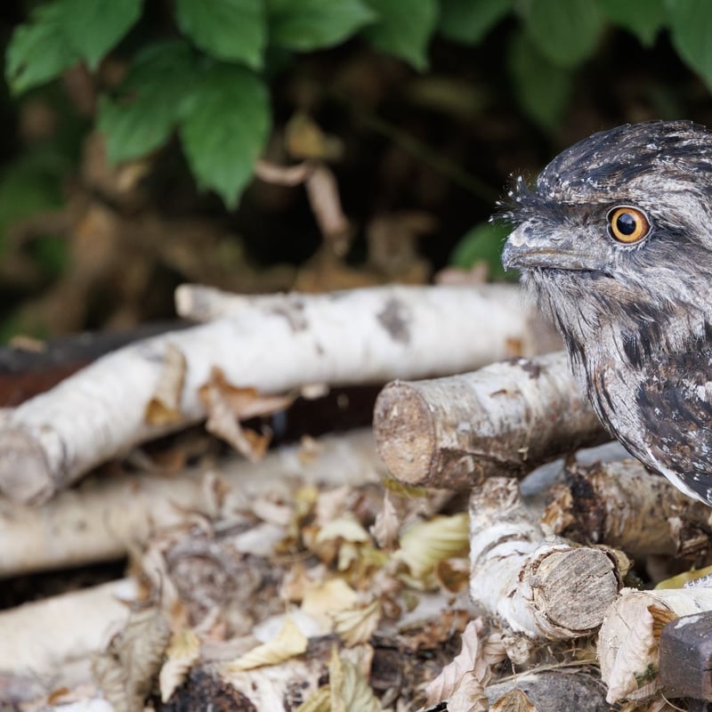 A bird with silver-grey mottled plumage and yellow eyes perfectly camouflaged against a branch. (gallery image 4)