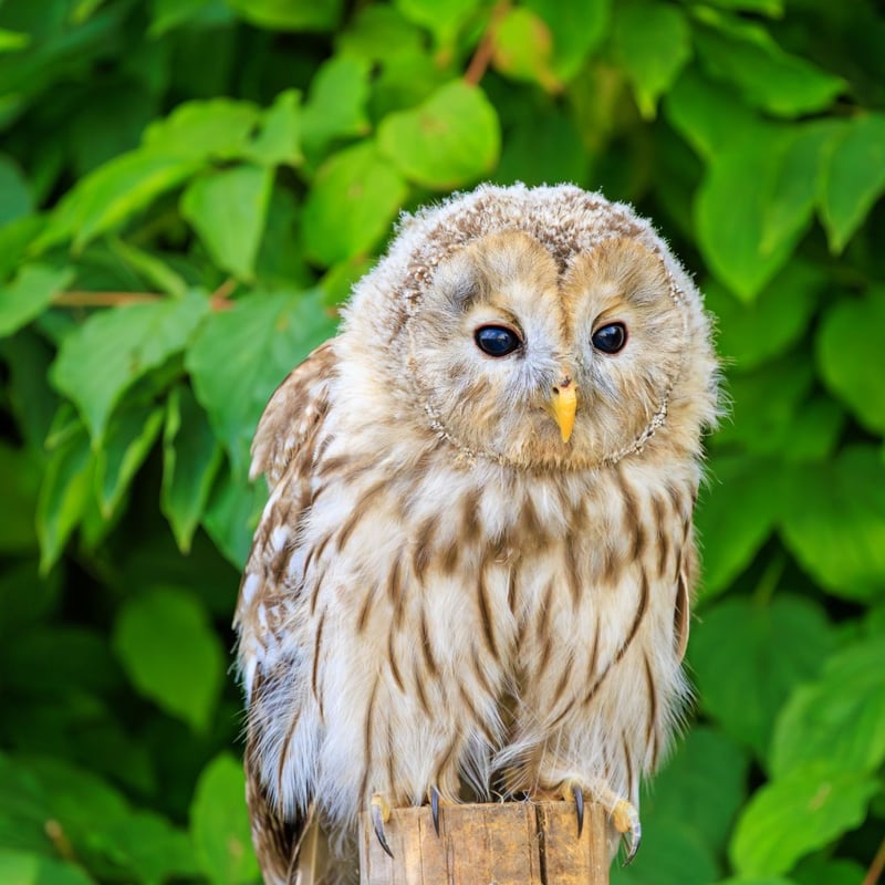 A stocky owl with mottled brown plumage, a rounded head, and large dark eyes. (gallery image 1)