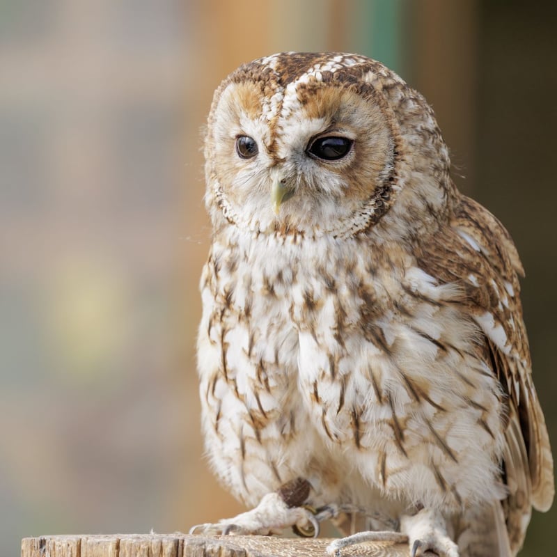 A stocky owl with mottled brown plumage, a rounded head, and large dark eyes. (gallery image 2)