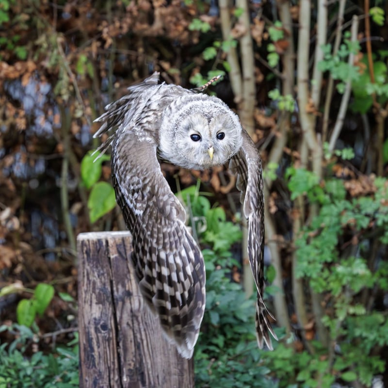 A stocky owl with mottled brown plumage, a rounded head, and large dark eyes. (gallery image 3)