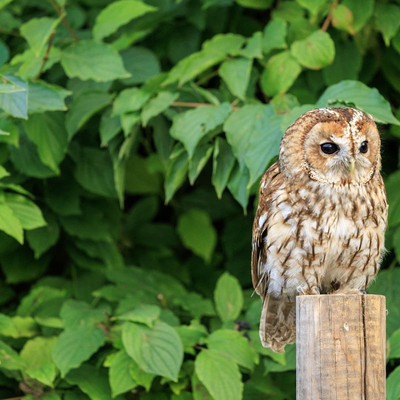A stocky owl with mottled brown plumage, a rounded head, and large dark eyes. (gallery image 4)