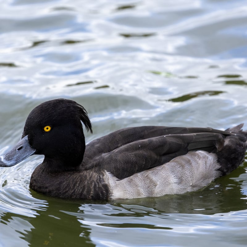 A small black duck with bright white sides, a yellow eye, and a distinct thin head tuft. (gallery image 1)