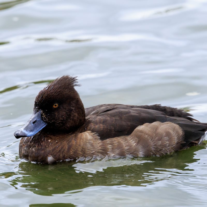 A small black duck with bright white sides, a yellow eye, and a distinct thin head tuft. (gallery image 2)