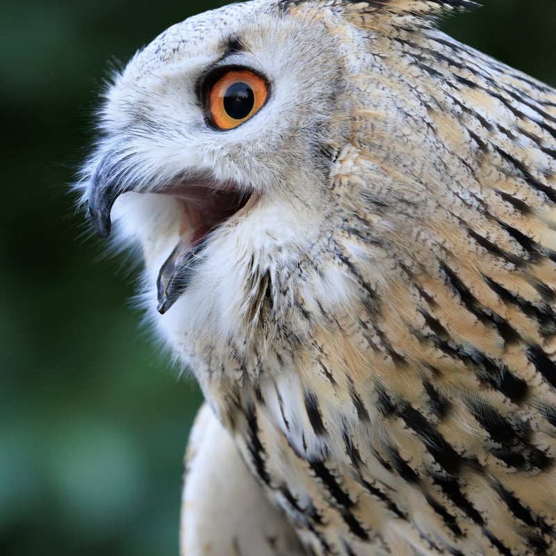 A massive owl with very pale, mottled plumage, prominent ear tufts, and glowing orange eyes. (gallery image 1)