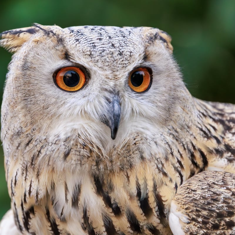 A massive owl with very pale, mottled plumage, prominent ear tufts, and glowing orange eyes. (gallery image 2)