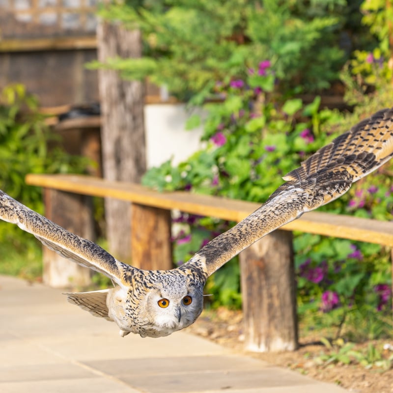 A massive owl with very pale, mottled plumage, prominent ear tufts, and glowing orange eyes. (gallery image 3)