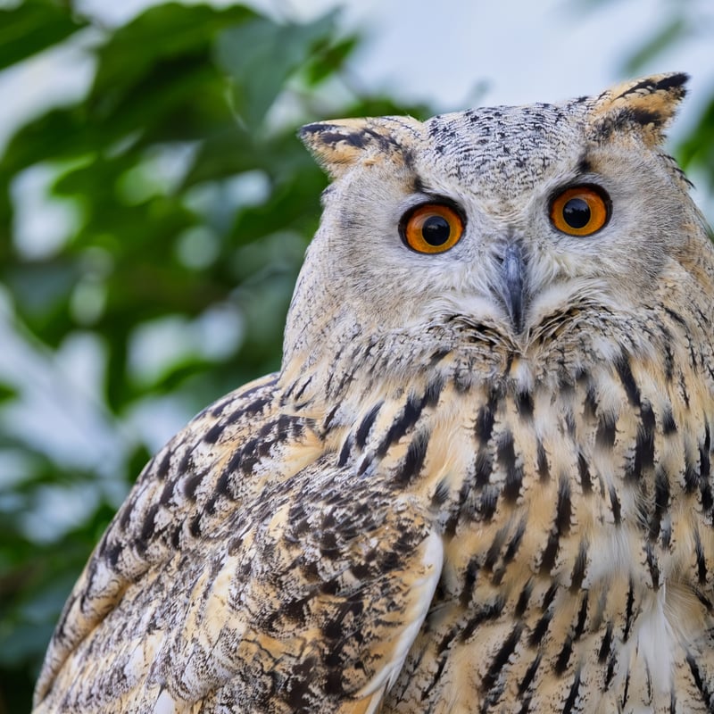 A massive owl with very pale, mottled plumage, prominent ear tufts, and glowing orange eyes. (gallery image 4)