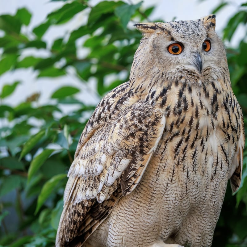 A massive owl with very pale, mottled plumage, prominent ear tufts, and glowing orange eyes. (gallery image 5)