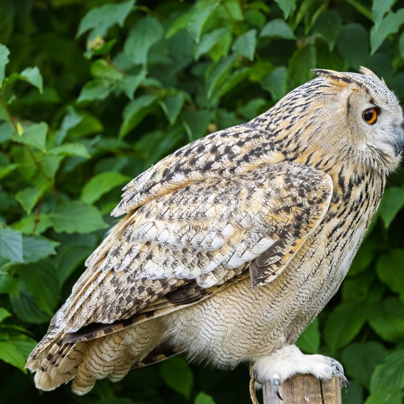 A massive owl with very pale, mottled plumage, prominent ear tufts, and glowing orange eyes. (gallery image 6)