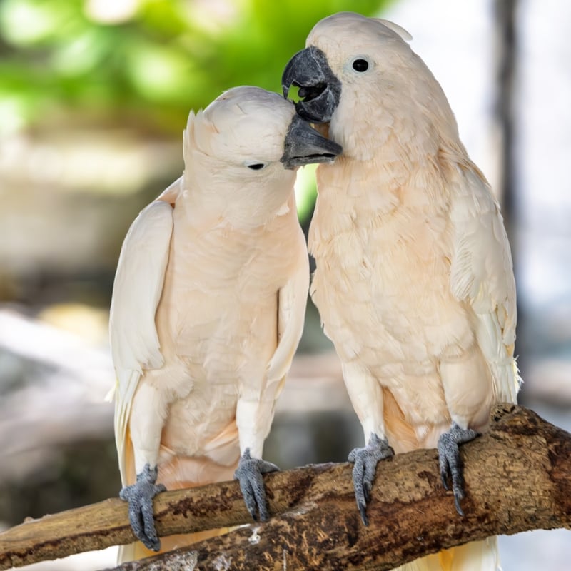 A large white parrot with a broad, backwards-curving crest and yellow wing undersides. (gallery image 2)