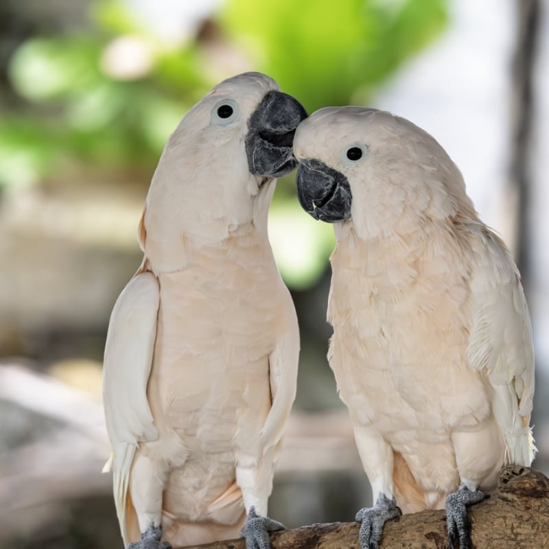 A large white parrot with a broad, backwards-curving crest and yellow wing undersides. (gallery image 3)