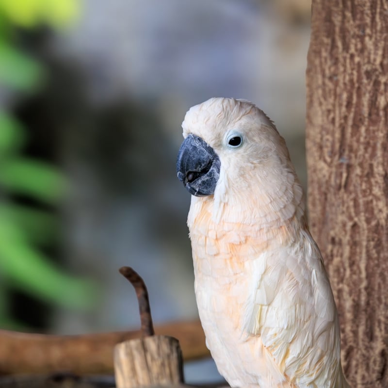 A large white parrot with a broad, backwards-curving crest and yellow wing undersides. (gallery image 1)