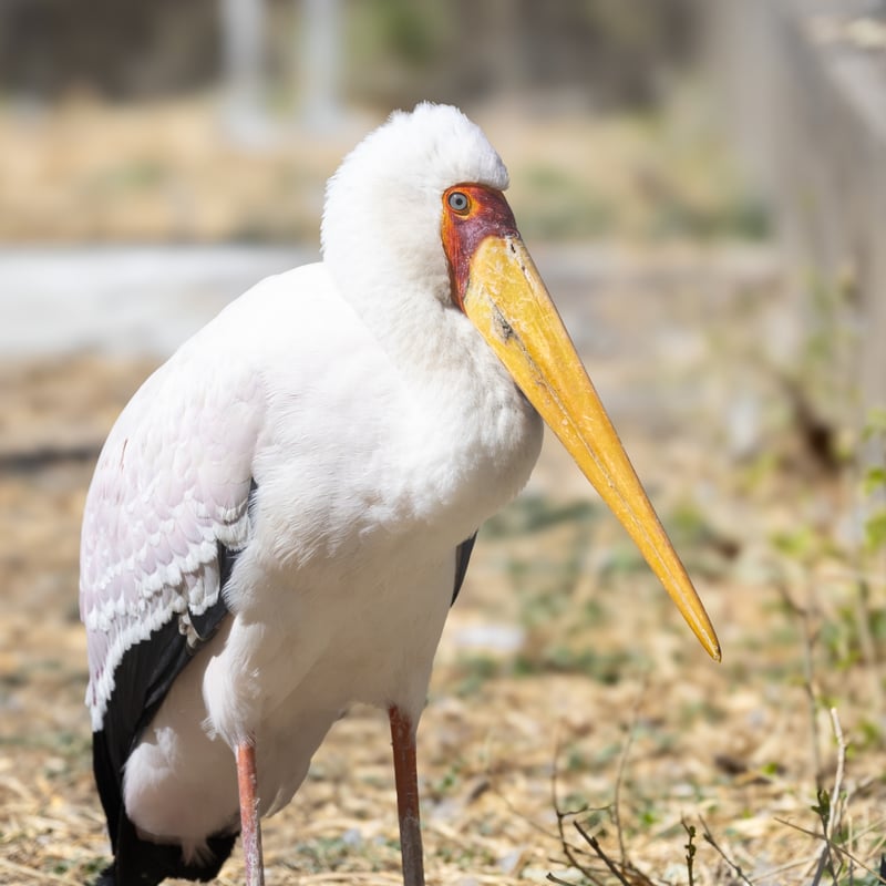 A white stork with black flight feathers, a bright yellow bill, and a red face. (gallery image 1)