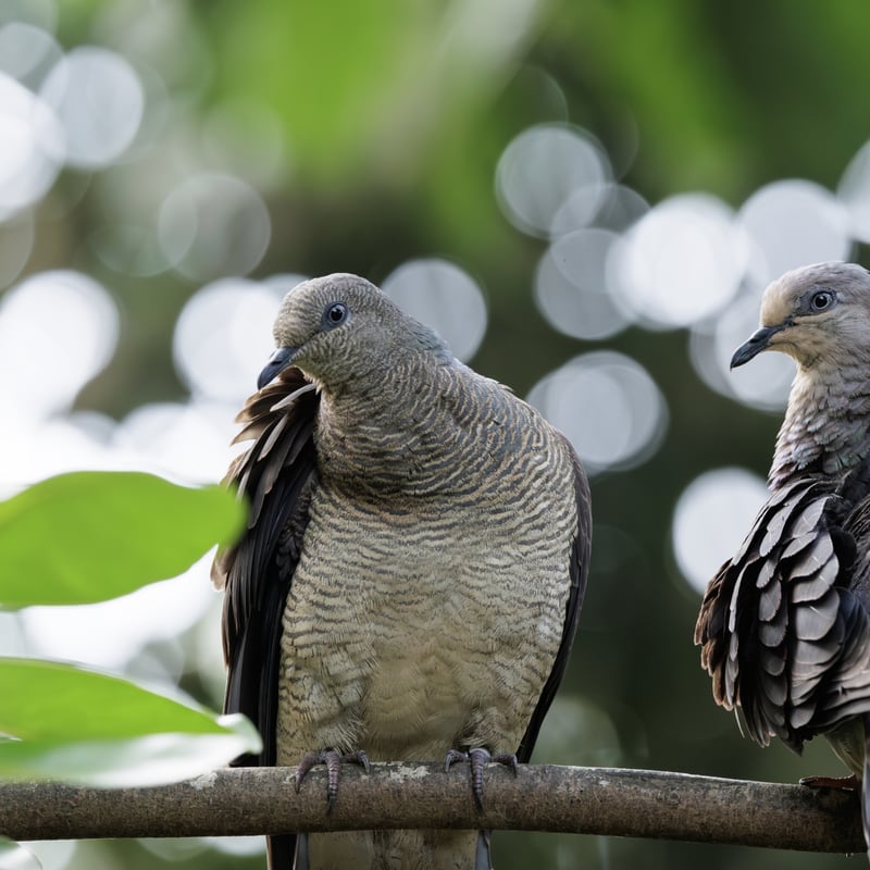 A small brownish-grey dove with black and white horizontal bars on its neck. (gallery image 1)