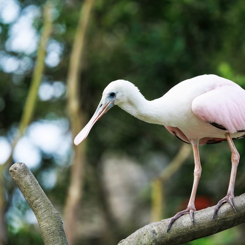 A tall white bird with a unique flat, grey, spoon-like bill wading in shallow water. (gallery image 1)