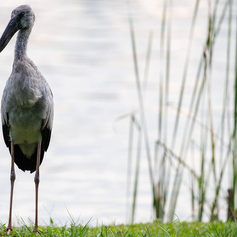 An Asian Openbill stork standing with its distinctive open bill visible, showing grey-white plumage and glossy black wing feathers. (gallery image 2)