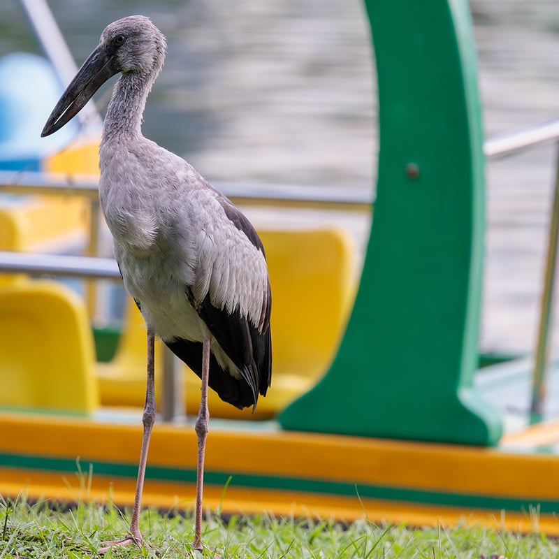 An Asian Openbill stork standing with its distinctive open bill visible, showing grey-white plumage and glossy black wing feathers. (gallery image 1)