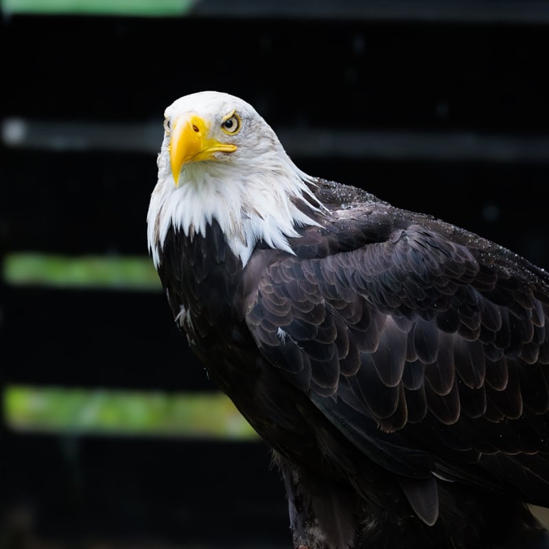 A powerful raptor with a dark brown body, bright white head and tail, and yellow beak. (gallery image 2)