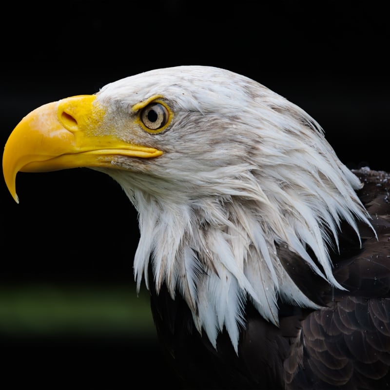 A powerful raptor with a dark brown body, bright white head and tail, and yellow beak. (gallery image 3)