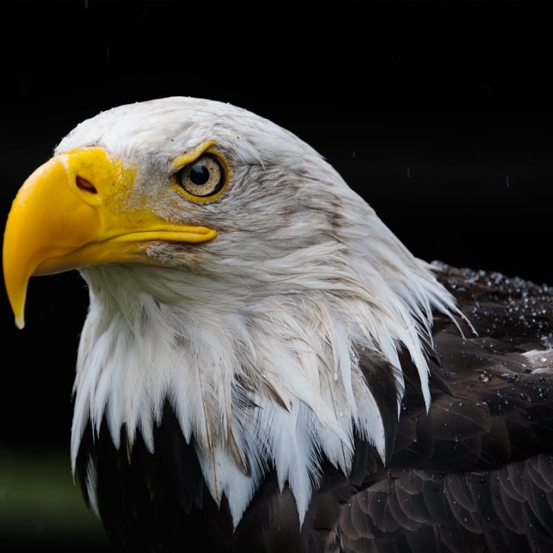 A powerful raptor with a dark brown body, bright white head and tail, and yellow beak. (gallery image 1)