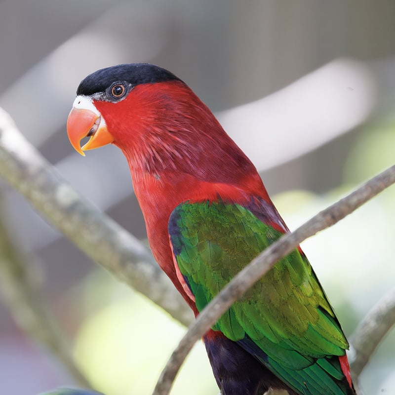 A vibrant Black-capped Lorry with a red body, blue underparts, green wings, and a black cap perched on a branch. (gallery image 1)