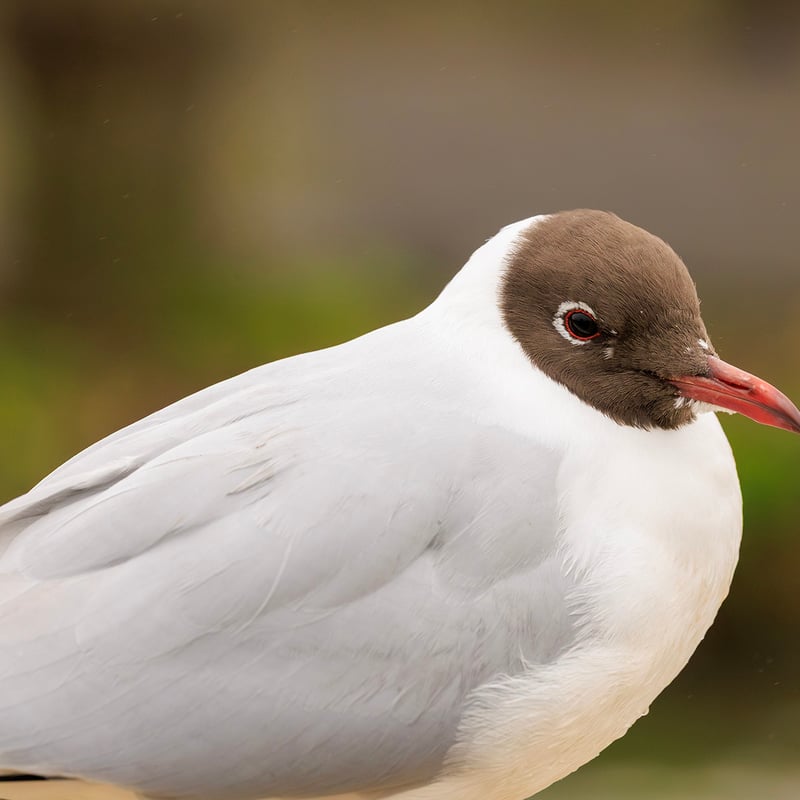 A small grey and white gull with a chocolate-brown head, bright red legs, and a red beak. (gallery image 1)