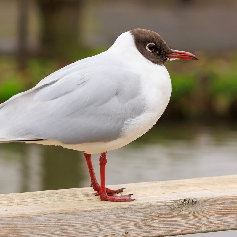 A small grey and white gull with a chocolate-brown head, bright red legs, and a red beak. (gallery image 2)