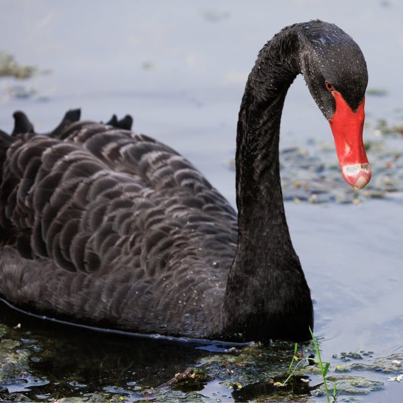 A graceful black bird with a bright red bill swimming on a calm lake. (gallery image 2)