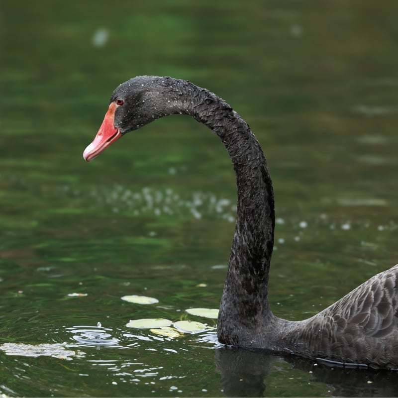 A graceful black bird with a bright red bill swimming on a calm lake. (gallery image 1)