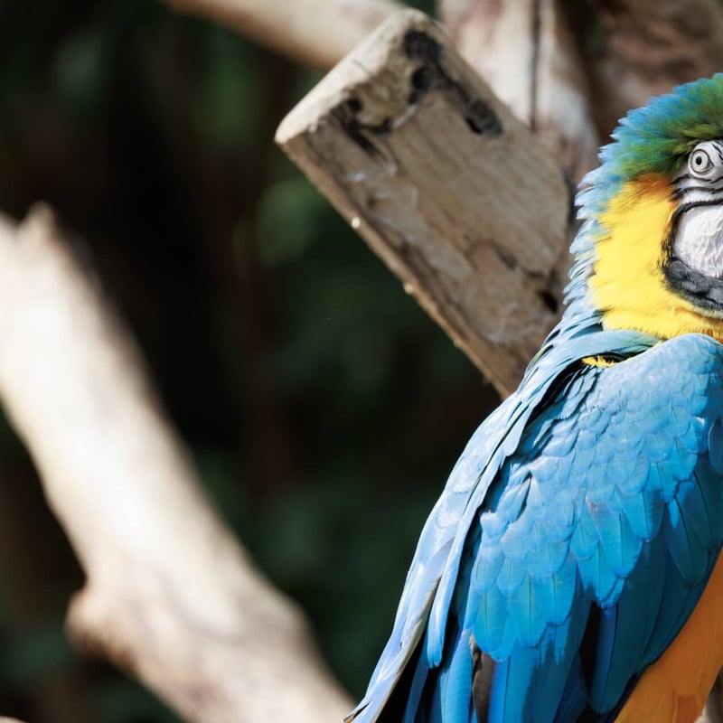 A large parrot with turquoise-blue upperparts and bright golden-yellow underparts. (gallery image 2)