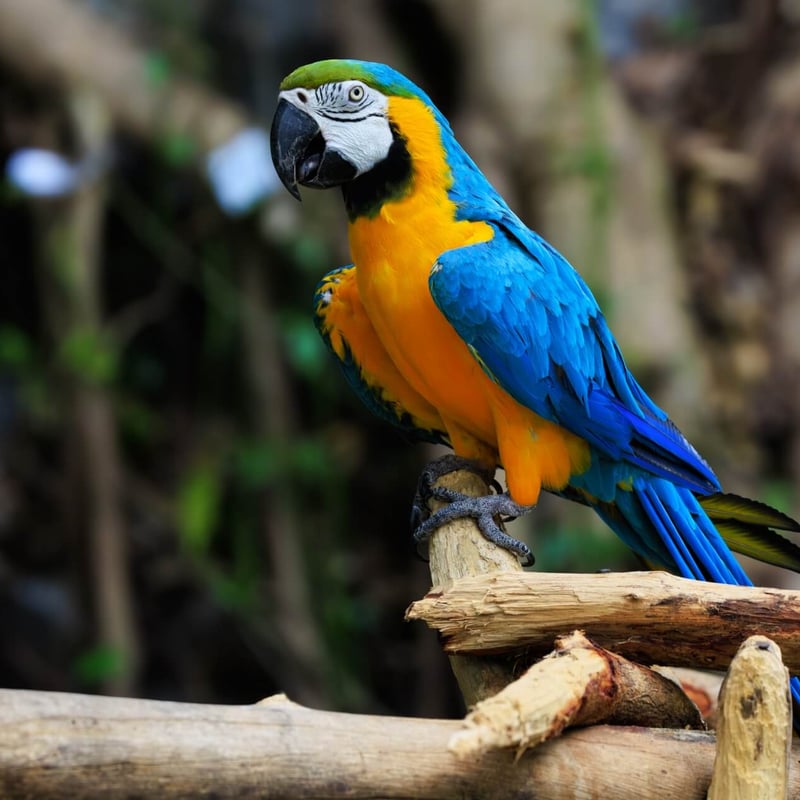 A large parrot with turquoise-blue upperparts and bright golden-yellow underparts. (gallery image 1)