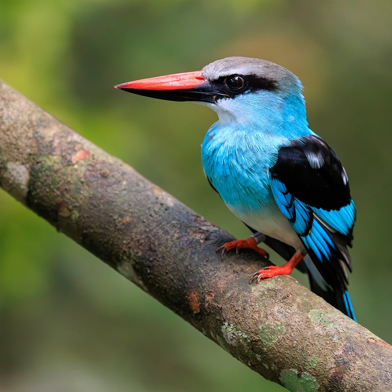 A Blue-breasted Kingfisher perched on a branch, displaying its bright blue head and back, distinctive blue breast band, and two-toned red and black bill. (gallery image 1)