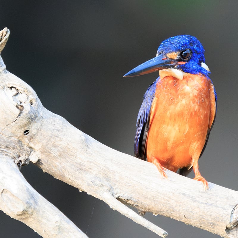 A small Blue-eared Kingfisher with deep metallic blue upperparts and orange underparts, perched on a branch above water. (gallery image 2)